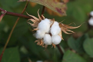 棉株上绽放的洁白棉花