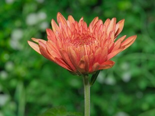 橙红色菊花特写