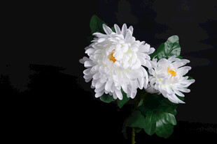 两朵白色菊花特写