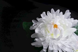 洁白绽放的美丽白菊花