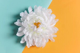 双色背景上的白色菊花
