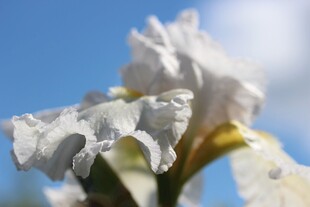 白色鸢尾花特写