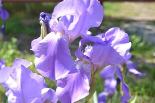 紫色鸢尾花绽放