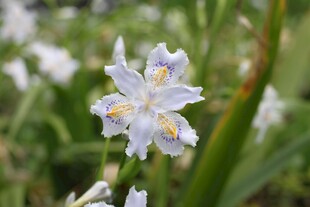 清新白色鸢尾花绽放