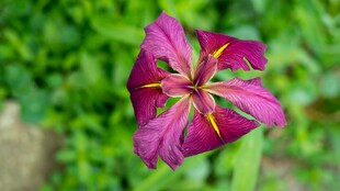 艳丽紫色鸢尾花绽放