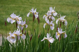白色鸢尾花绽放于草地