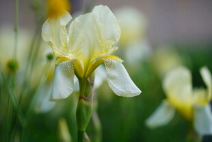 黄白鸢尾花绽放于绿野
