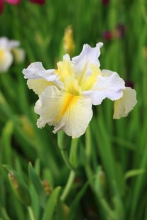 白色鸢尾花绽放于绿野