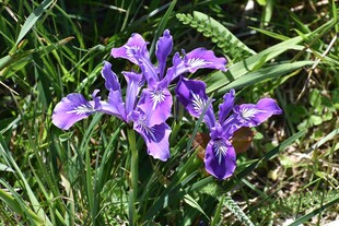 紫色鸢尾花绽放于草丛