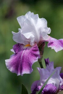 优雅鸢尾花绽放