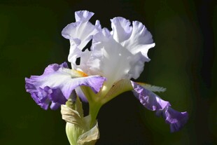优雅鸢尾花绽放
