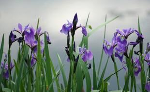 紫色鸢尾花绽放于绿野