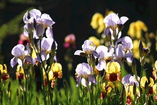 多彩鸢尾花绽放于草地