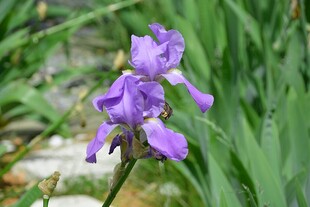 紫色鸢尾花绽放于绿叶间