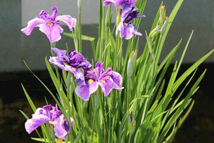 紫色鸢尾花绽放