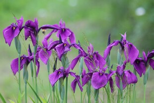 紫色鸢尾花绽放