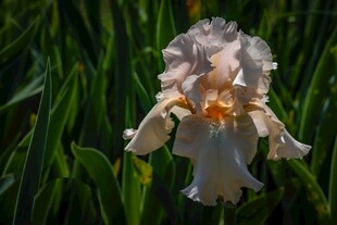 优雅绽放的白色鸢尾花