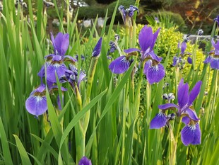 紫色鸢尾花绽放于绿野