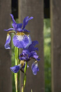 紫色鸢尾花绽放
