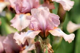 粉色鸢尾花绽放