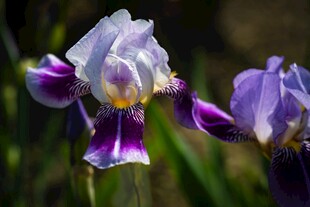 优雅鸢尾花绽放瞬间