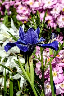 蓝鸢尾绽放于多彩花丛中