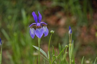 紫色鸢尾花绽放于草地