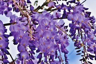 紫藤花垂挂绽放梦幻紫