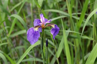 紫色鸢尾花绽放于草丛