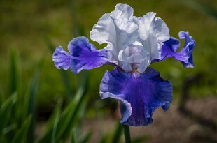 蓝白鸢尾花绽放