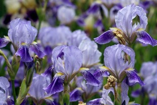 紫色鸢尾花绽放