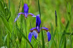 紫色鸢尾花绽放于绿草间