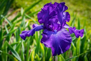 紫色鸢尾花绽放于绿野