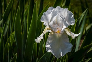 白色鸢尾花绽放于草丛