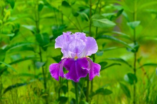 紫色鸢尾花绽放于绿草间