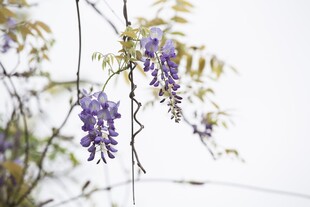 垂挂的紫紫藤花