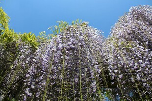 紫藤花垂挂蓝天之下