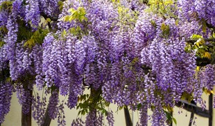 紫藤花垂挂美景