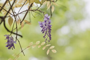 紫藤垂挂绽紫色浪漫花朵