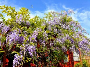 紫藤花盛开的美丽景致