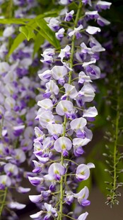 垂坠紫白紫藤花特写