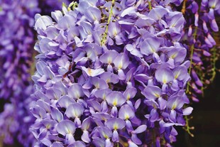 浪漫紫藤花绽放