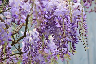 浪漫紫藤花绽放