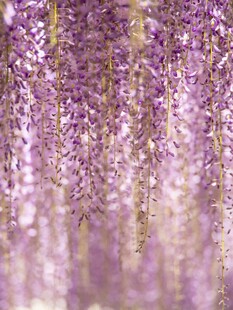 梦幻紫色紫藤花垂挂