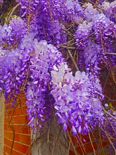浪漫紫藤花绽放