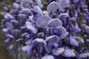 浪漫紫色紫藤花绽放