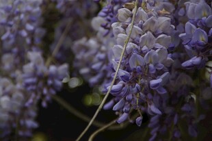 浪漫紫藤花特写
