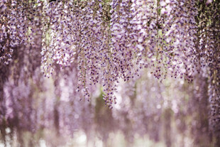 梦幻紫藤花垂挂美景