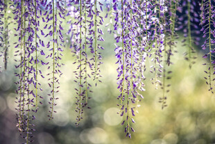 垂坠紫藤花梦幻自然景致