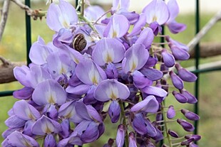紫藤花绽放